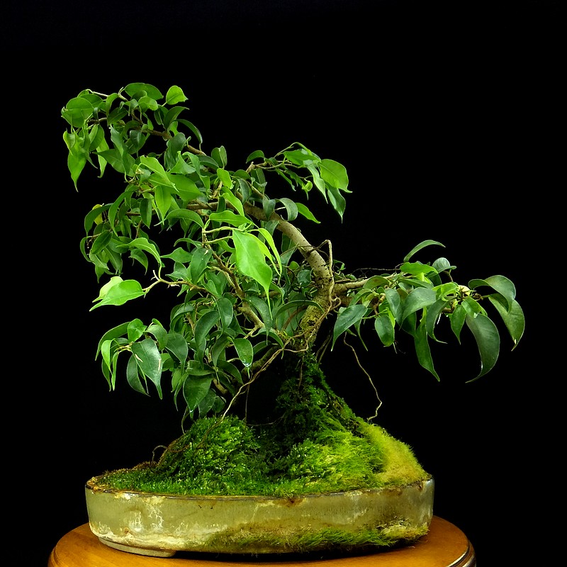 Przycinanie "Ficusa natasha bonsai korzenie powietrzne" Fikusy