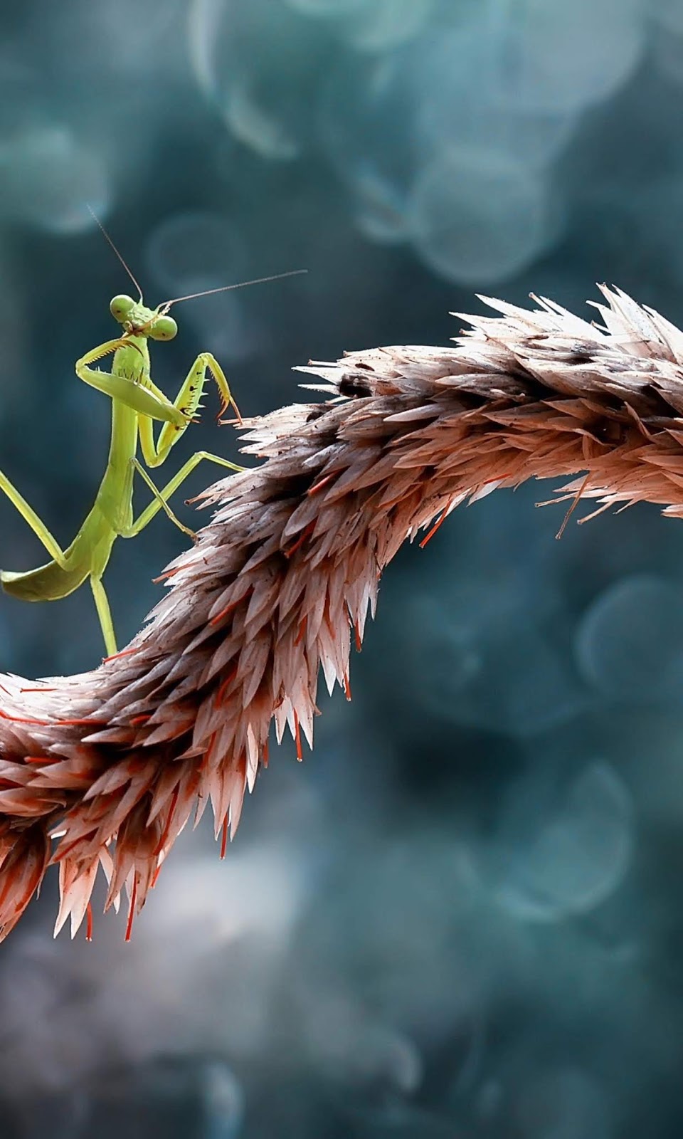 букашки на айфон