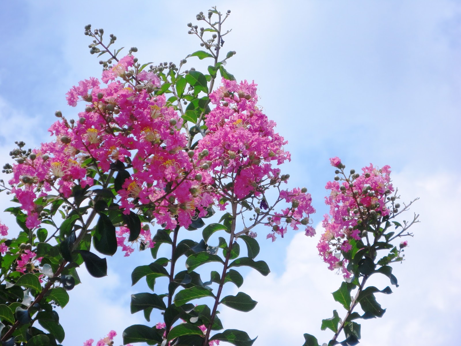 Сирень индия куст