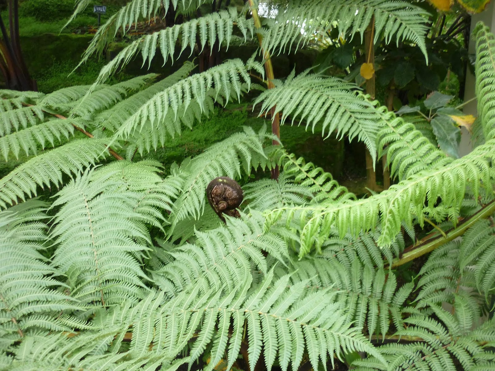 Give 'em the old Razzle Dazzle Urban Jungle