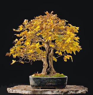 Walter Pall Bonsai Adventures