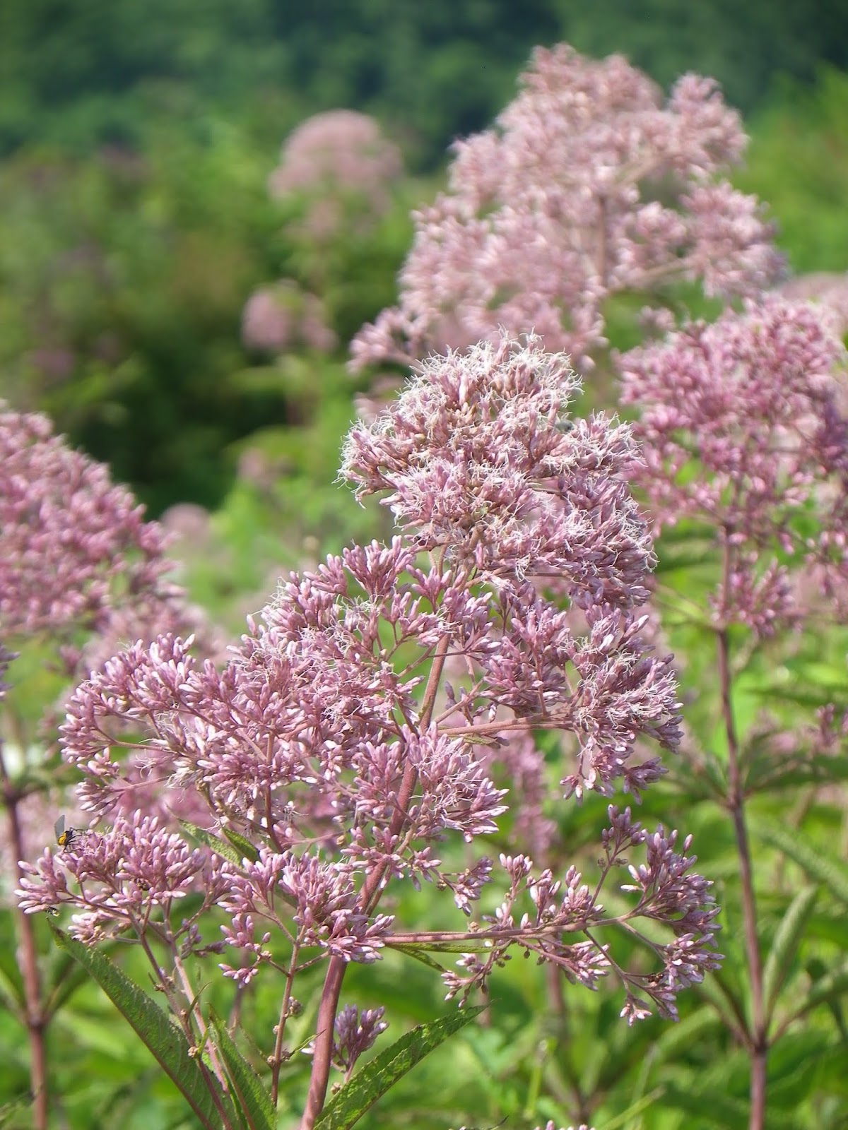 Writers Who Kill Shaker Trace Seed Nursery, Hamilton County Parks, Ohio
