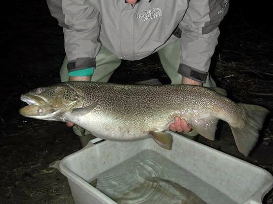 Cucchiaini Cucchiaino Artificiali Spinning Trota Fiume Lago - Foto 2