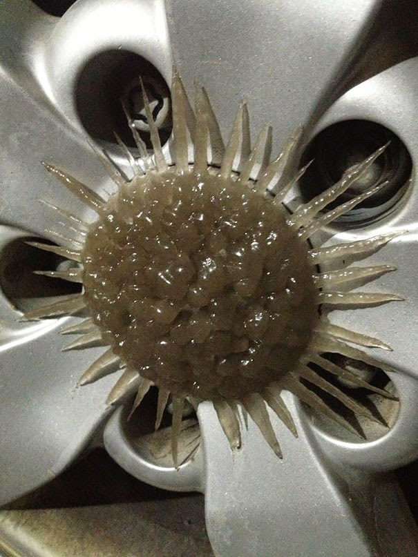 #11 The Ice On This Wheel Looks Like A Sunflower - 15+ Cars That Winter Turned Into Art
