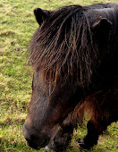 The Pony ................ (Evil enough to warrent a 'the')