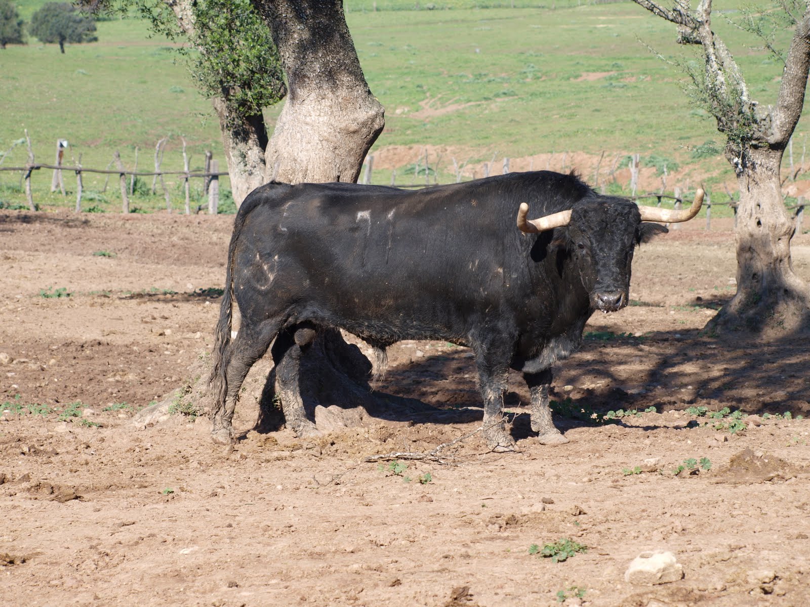 ESPAI TAUR: Toros de Nez del Cuvillo para Pamplona