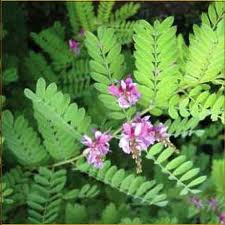 Herbs Treat And Taste Indigo Is A Health Giving Plant History And