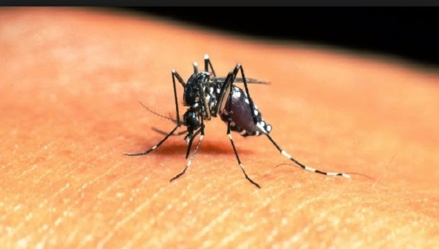 8 Obat Alami Mengatasi Gigitan Nyamuk Mengganggu  Cara Mengusir Nyamuk