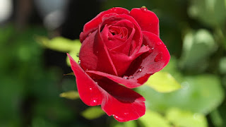 ग्लिसरीन और गुलाब जल, गुलाब जल का प्रयोग कैसे करे, गुलाब जल का लाभ, गुलाब जल बनाने की विधि, गुलाब जल ग्लिसरीन एंड लेमन, गुलाब के फायदे, गुलाब पाणी, गुलाब जल विधि
