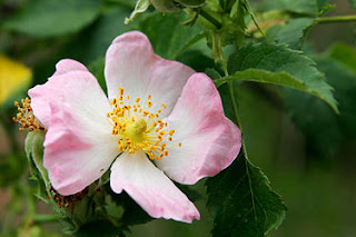 Mengenal ciri bunga  mawar  dan klasifikasi ilmiah Aneka Bunga 