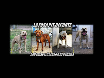 "LA FOSA PIT BULL"