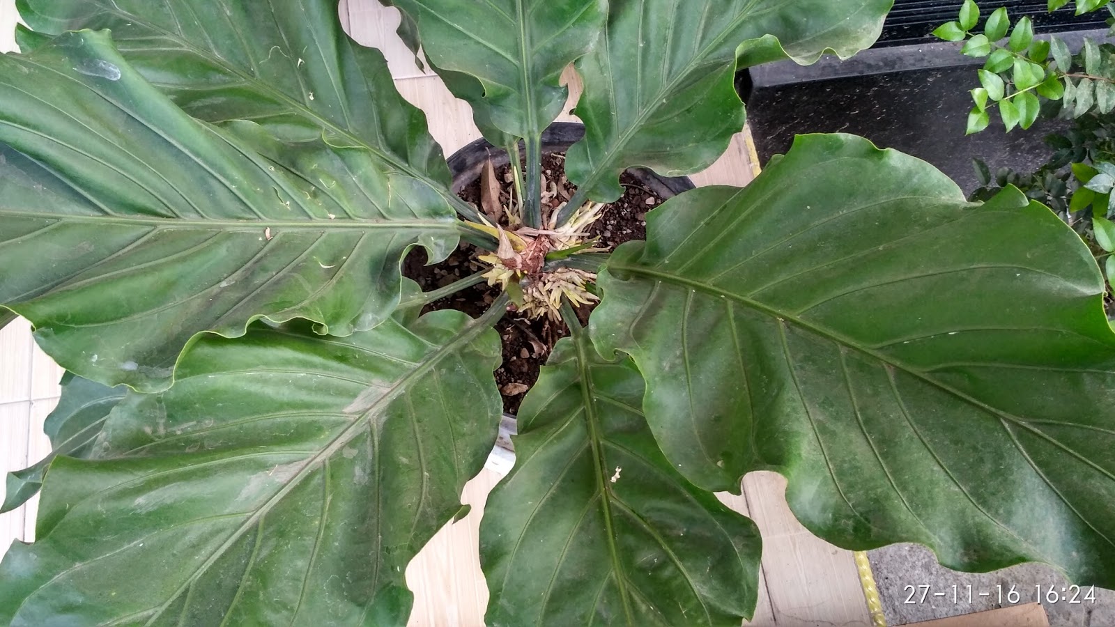 View Jenis Tanaman Gelombang Cinta PNG