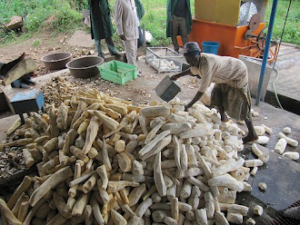 The Cassava process