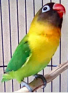 Burung Lovebird - Perawatan Harian Burung Lovebird yang Mudah dan Gampang Dilakukan - Penangkaran Burung Lovebird