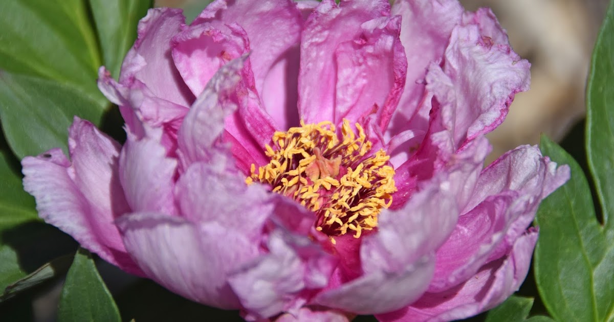 Southern Peony 2017 Intersectional Peony Blooms Week 2 Early