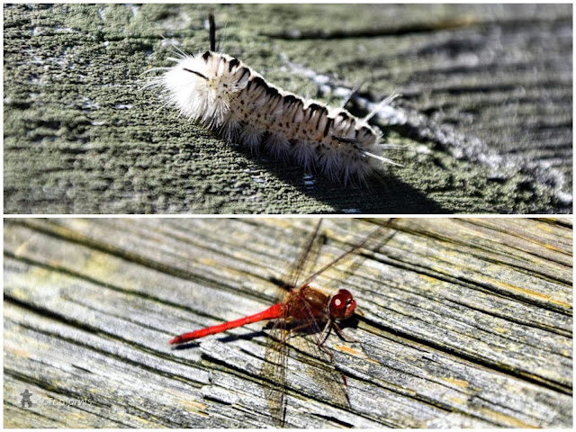 Charleston Lake Park, Quddity Trail - ueber Boardwalks zum Lookout white Hickory Tussock Mock Caterpillar
