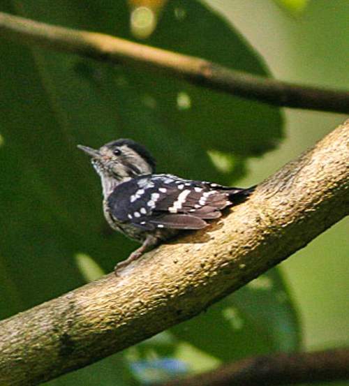 Grey-capped pygmy woodpecker - Picoides canicapillus