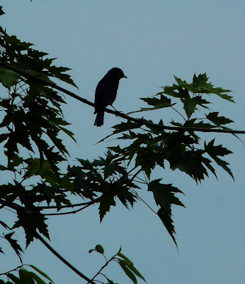 Male Bluebird