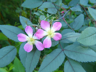 Rosier glauque - Églantier glauque - Églantier à feuilles rougeâtres - Rosier à feuilles rouges - Rosa glauca Rosier glauque - Églantier glauque - Églantier à feuilles rougeâtres - Rosier à feuilles rouges - Rosa glauca