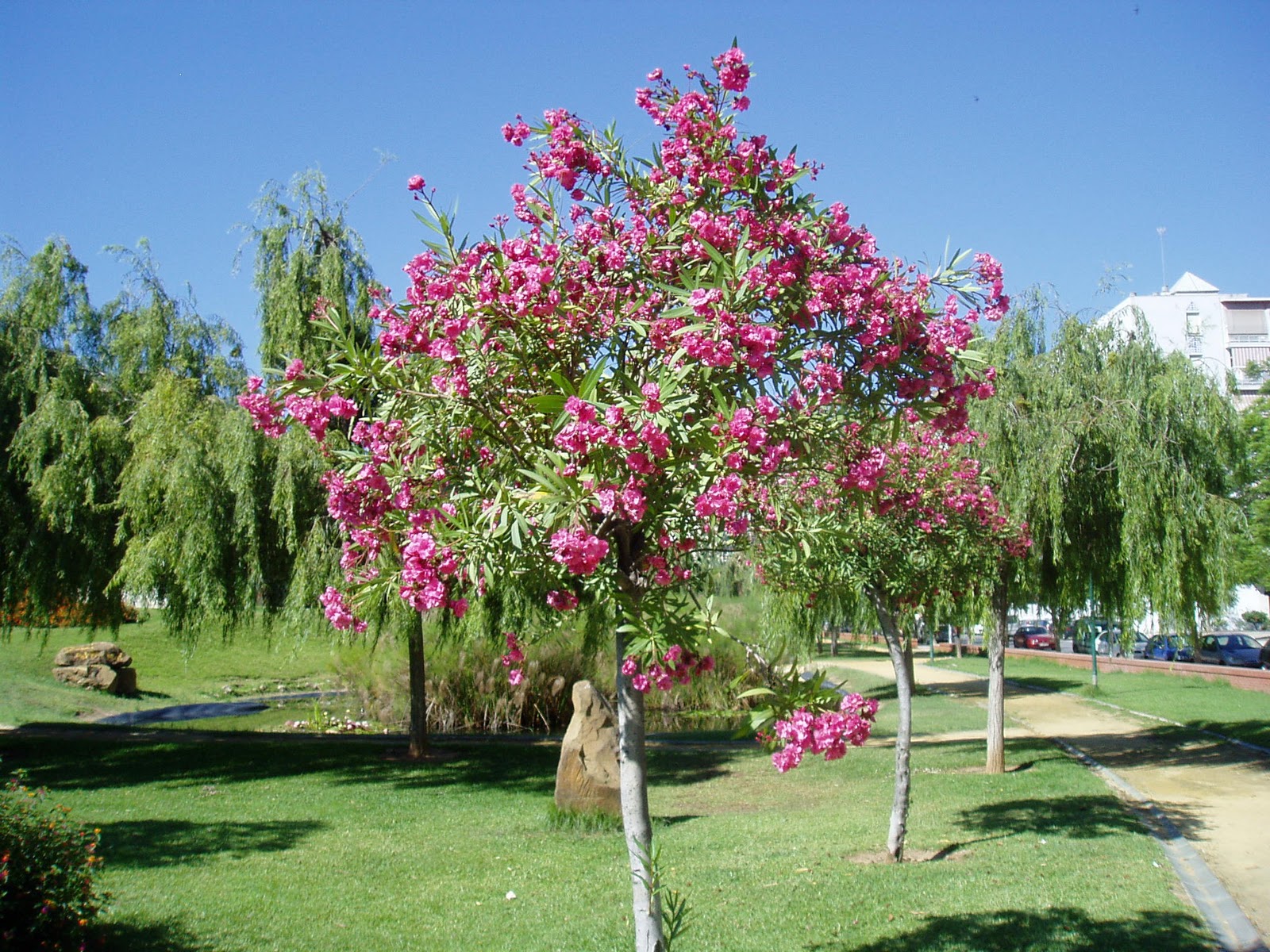 ADELFA EN JARDIN