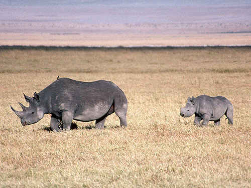 15 Animals That Are In Danger Of Extinction (Unless We Try To Protect Them) - Black Rhinoceros (Diceros bicornis)