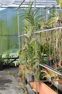 , Visita alle serre di Giulio Celandroni, diarid'orchidee