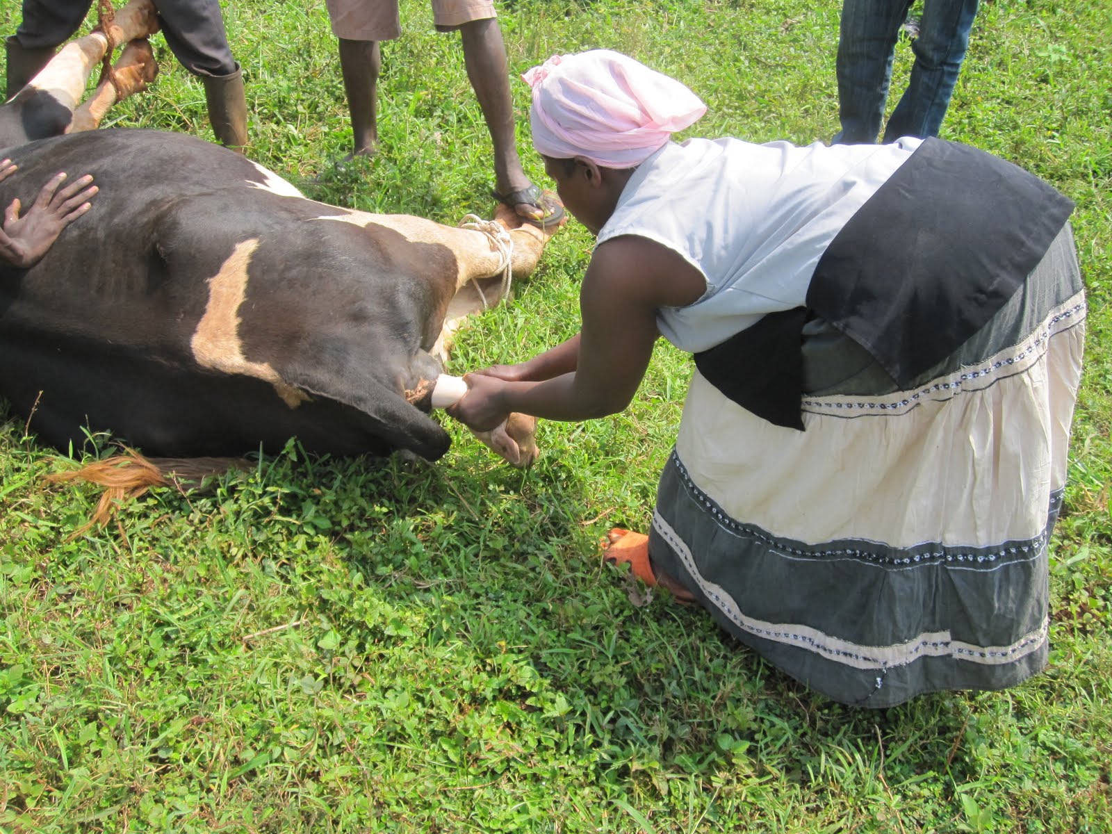 Sar and Kels Howto Friday How to help a cow miscarry