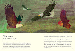 birds spring flying let happy books feathers planes things illustrations well