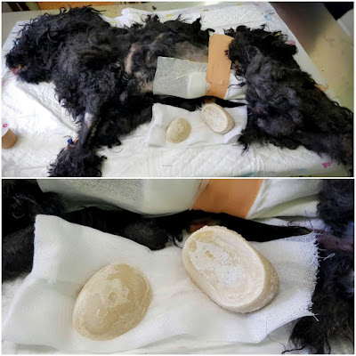 Urinarno kamenje hirurški izvađeno iz mokraćne bešike psa