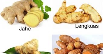 Jahe Lengkuas Temulawak Dan Kunyit Berkembang Biak Dengan Kita Jahe Lengkuas Temulawak Dan Kunyit Berkembang Biak Dengan Kita