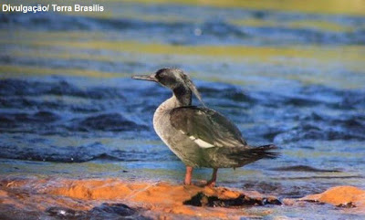 Pato-mergulhão: existem apenas 200 indivíduos da espécie, criticamente ameaçada de extinção - Divulgação/ Terra Brasilis filhotes do pato-mergulhão, pato mergulhão, mergus octosetaceus, cativeiro, zooparque, itatiba, reprodução, filhotes, natureza, tocantins, jalapão, serra da canastra, patrocínio, chapada dos veadeiros, extinção, aves em extinção, birds, animals, birding, nature