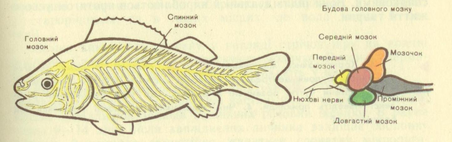 Какой мозг у рыб. Внутреннее строение речного окуня нервная система. Строение нервной системы рыб. Строение нервной системы костных рыб. Нервная система костных рыб схема.
