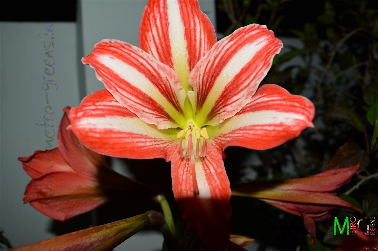 Les Roses De La Prade Les Fetes