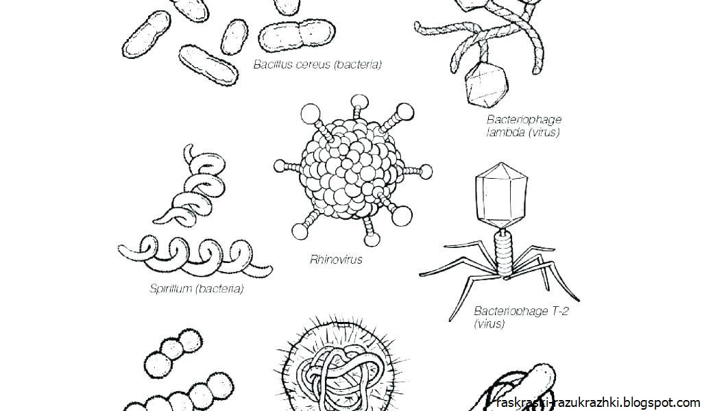 Ковид бактерия. Вирусы и бактерии схема. Рисунки по биологии вирусы и бактерии. Вирус схема. Вирусы простейшие бактерии рисунки.