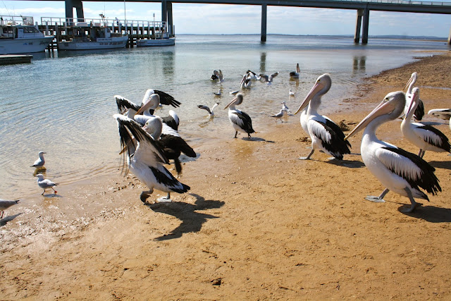 Pelicans San Remo