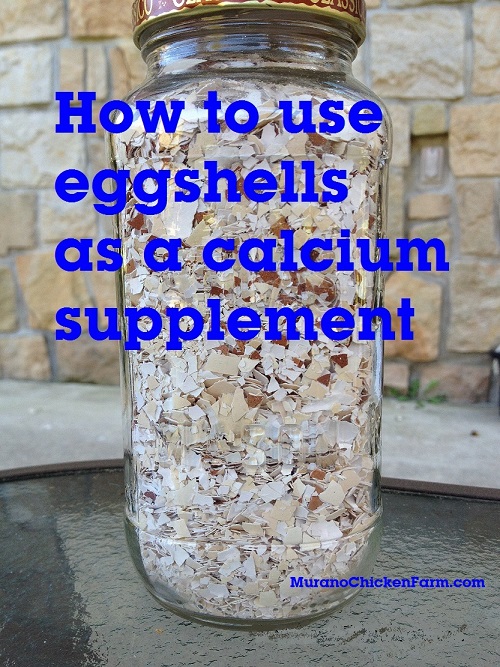 Feeding your chickens egg shells instead of a calcium supplement