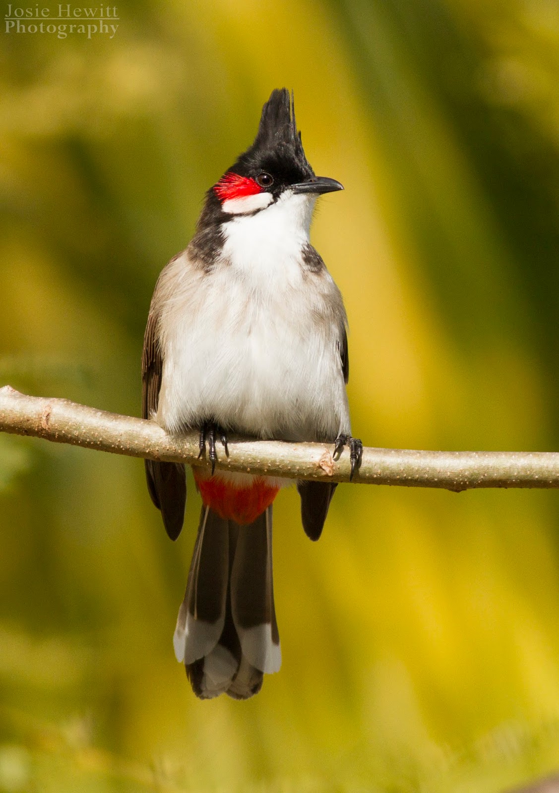 Blog Josie Hewitt Photography Mauritius The Birds