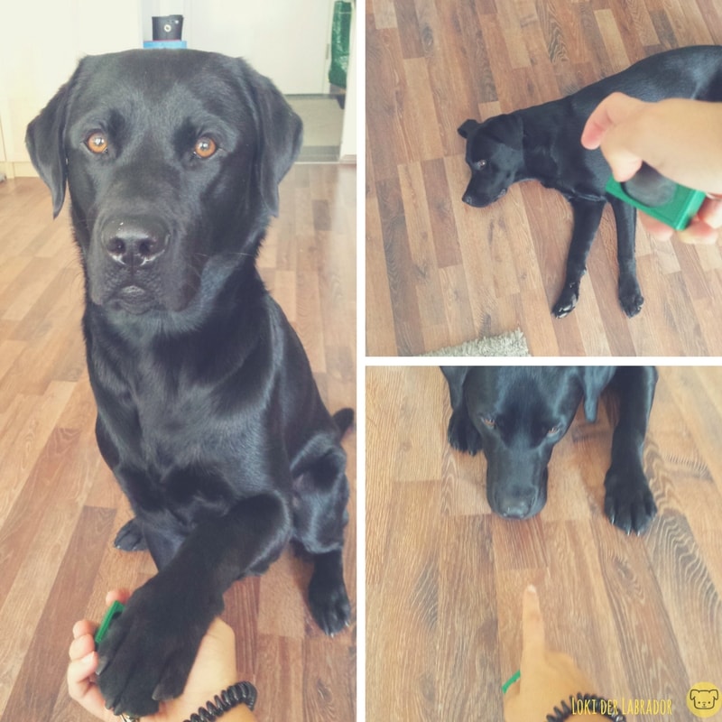 Krank mit Hund Wie Du Deinen Hund mit Kopfarbeit trotzdem auslasten