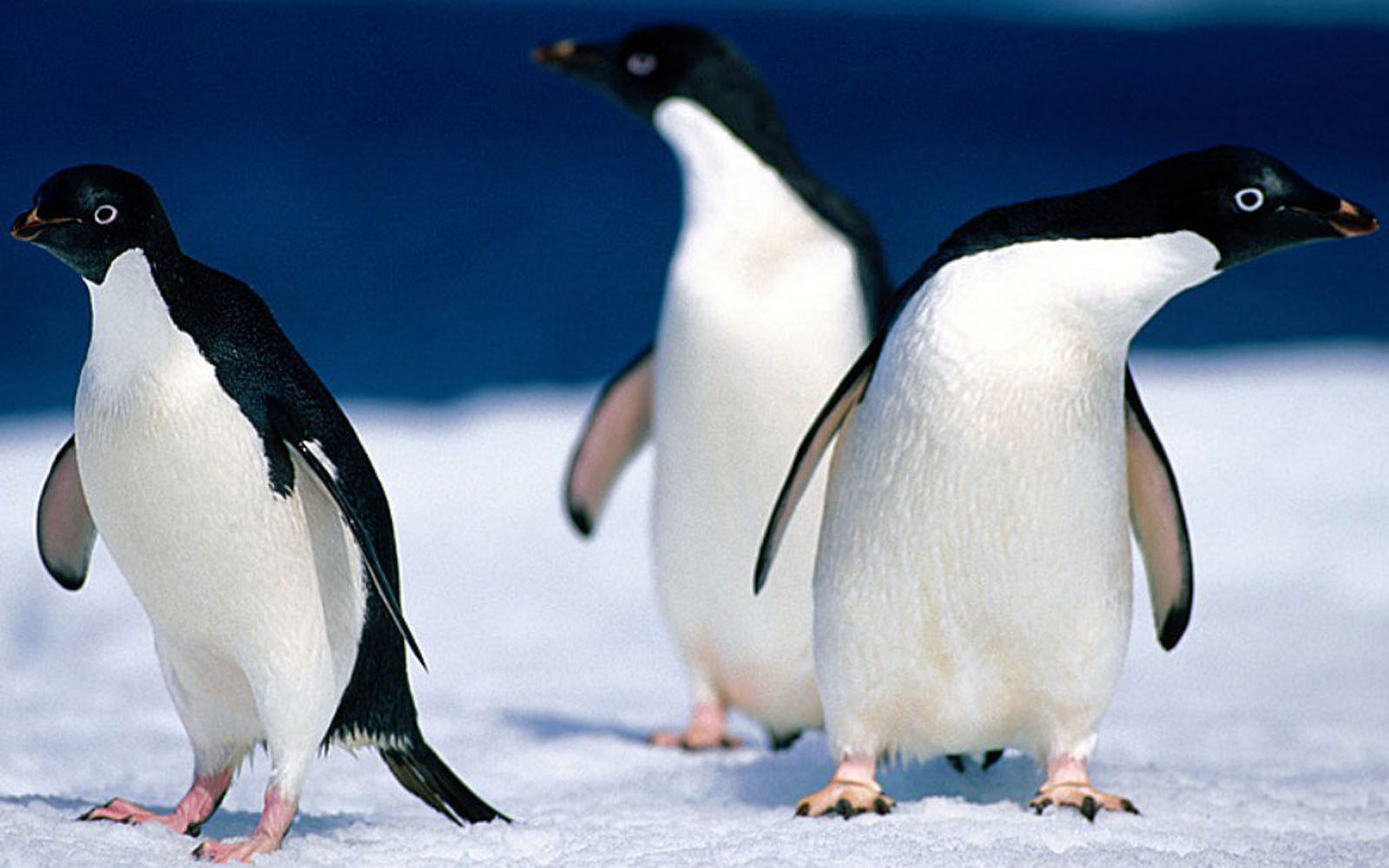 Chimney Bells Animals Wallpapers For Desktop - vrogue.co