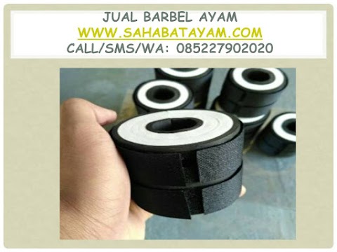 Heboh, WA: O852279O2O2O, cara melatih ayam bangkok menggunakan barbel