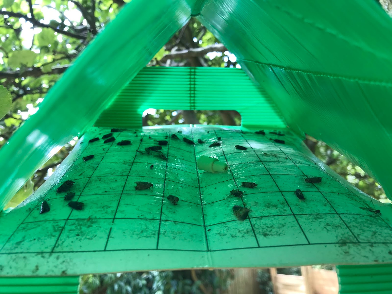 Down on the Allotment Codling Moth Pheromone Trap