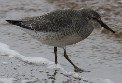Isosirri, Calidris canutus, Red Knot