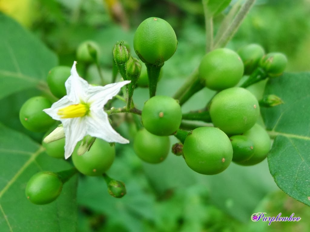 水茄-药用植物花谱-图片