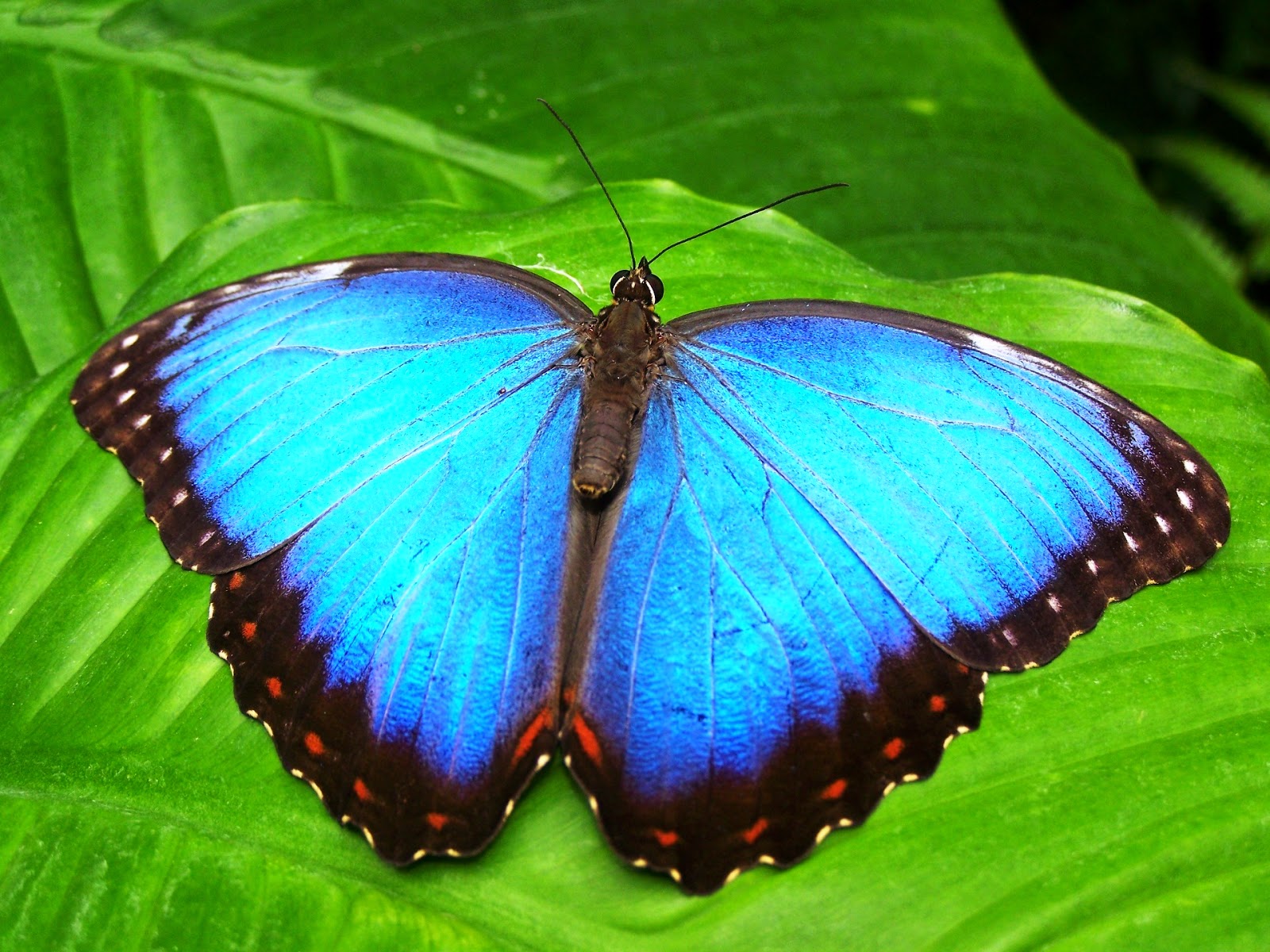 Päivittää 20+ imagen sininen perhonen viesti tuonpuoleisesta