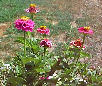 garden flower zinnea