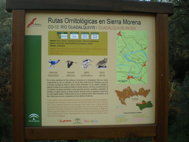 Ruta de senderismo ornitológico por Sierra Morena .