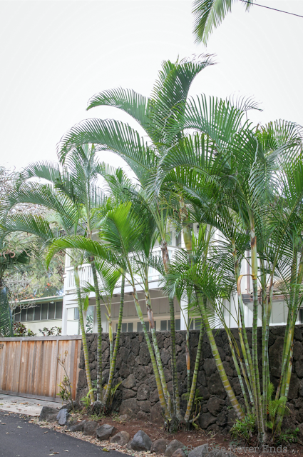 random,north shore,oahu,hawaii,beach house,beach shack,végétation tropicale,palmiers,bananiers,