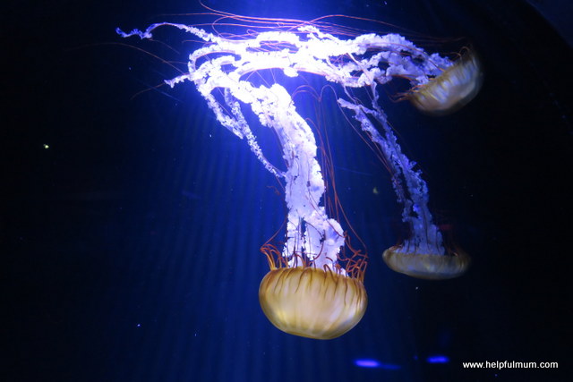 jellyfish The deep