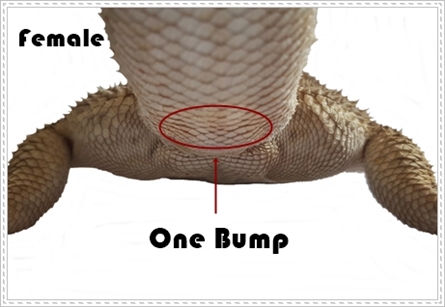 Bearded Dragon Care For Beginners Male.