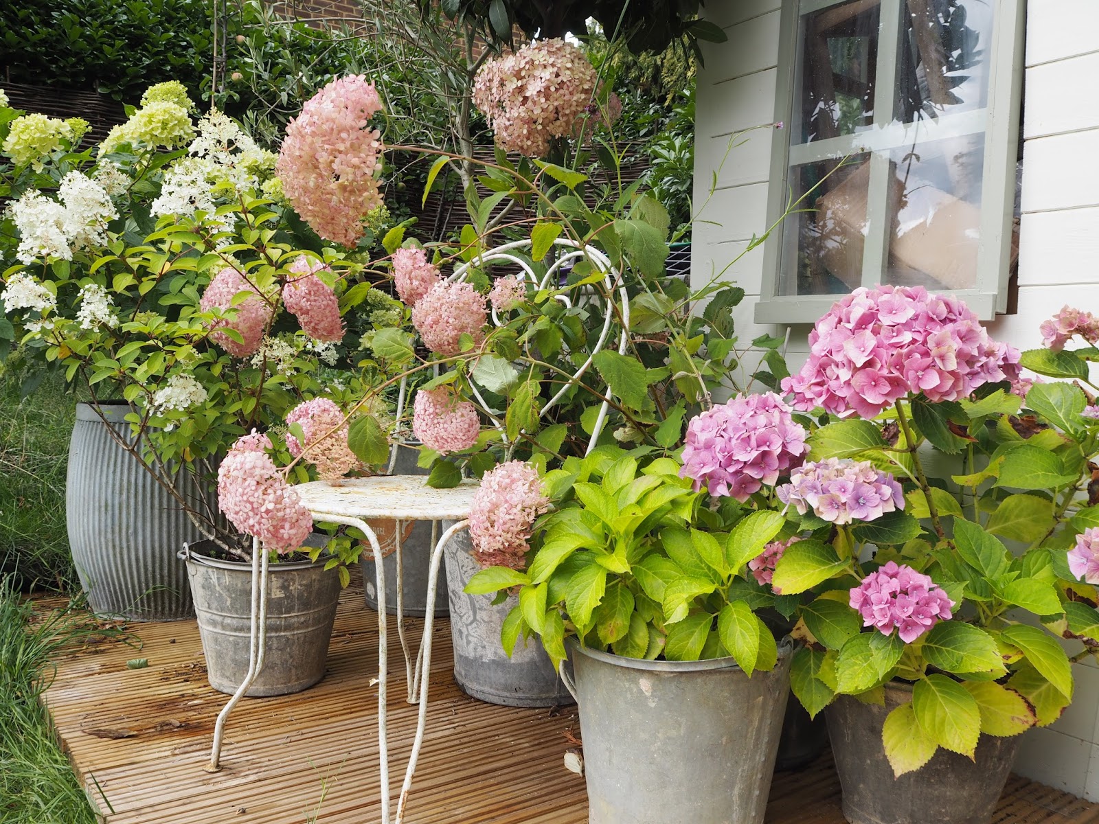 Simple Living In Nancy Growing Colourful Hydrangea In My Garden